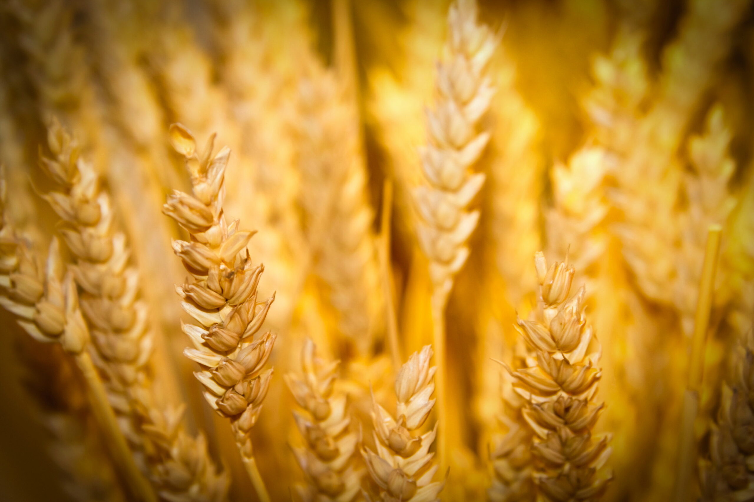 gold wheat ears background