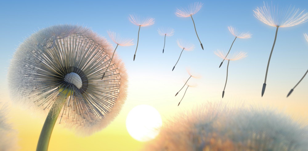 Dandelion blowing seeds in the sky